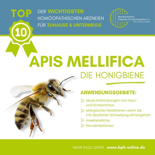 Apis Mellifica, die Honigbiene