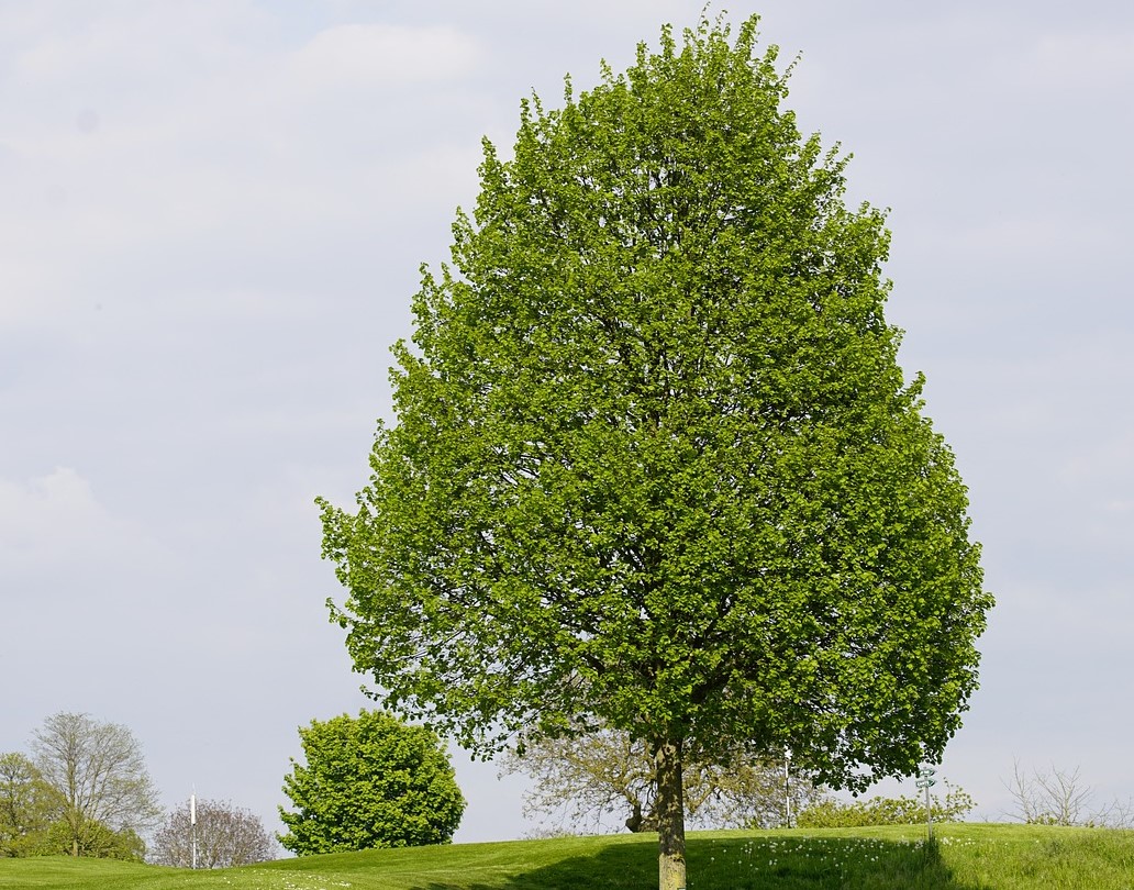 Linde und Schafgarbe sind Pflanzen 2025